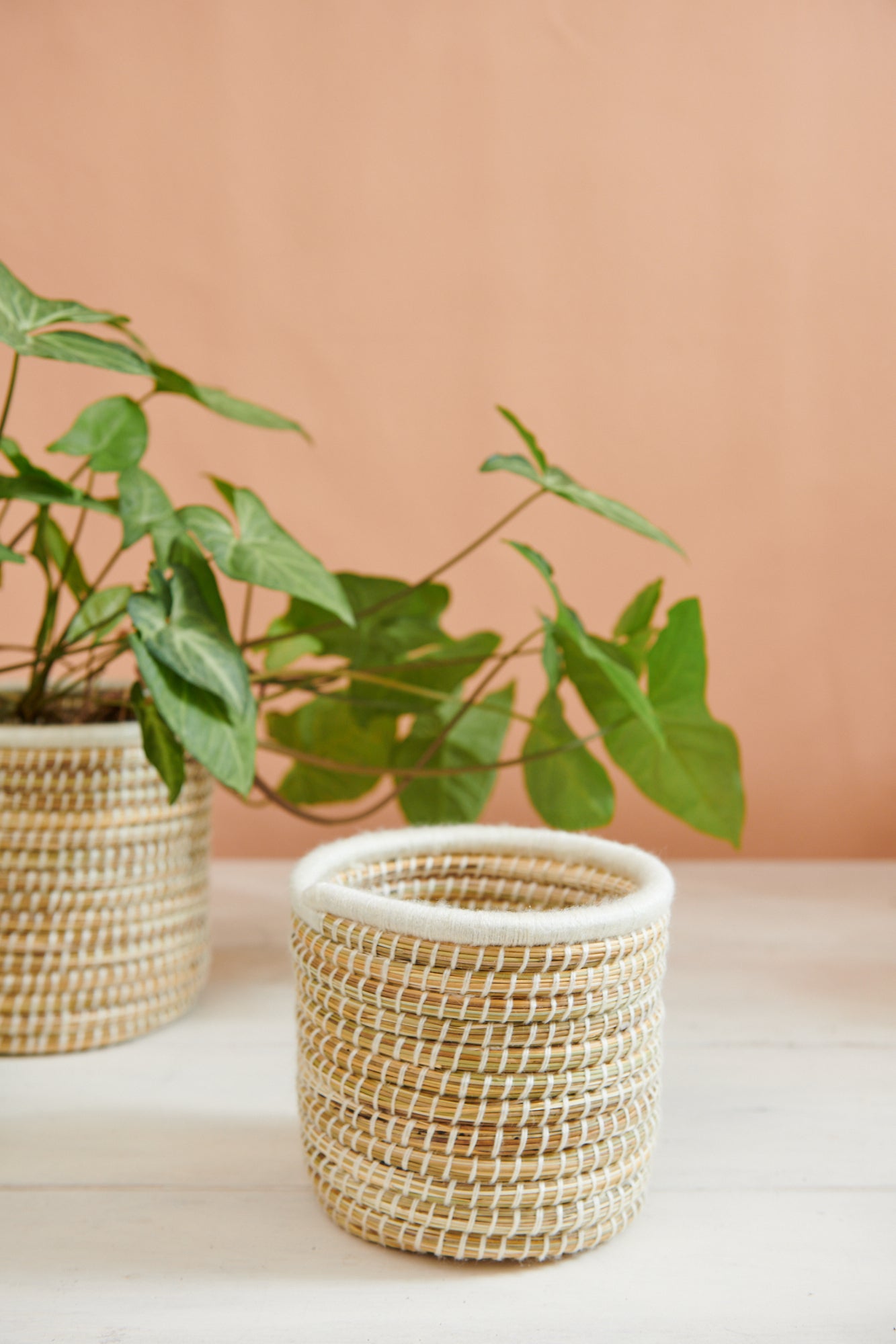 moroccan plant pot Handwoven Moroccan Planter Basket Palm Ivory – Tribe