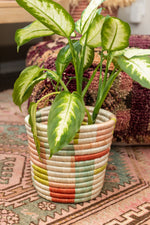 Handwoven Planter Basket Colorblock
